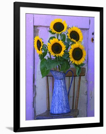 Sunflowers Displayed in Enamelware Pitcher, Willamette Valley, Oregon, USA-Steve Terrill-Framed Photographic Print