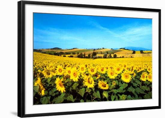 Sunflowers Field, Umbria-Philip Enticknap-Framed Art Print