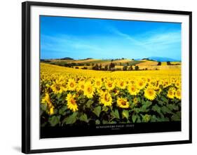 Sunflowers Field, Umbria-Philip Enticknap-Framed Art Print