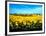 Sunflowers Field, Umbria-Philip Enticknap-Framed Art Print