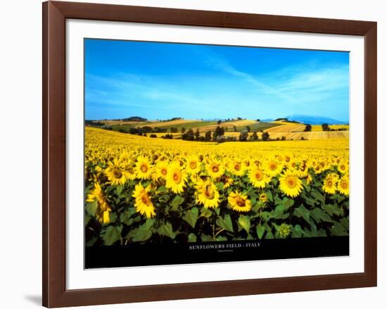 Sunflowers Field, Umbria-Philip Enticknap-Framed Art Print