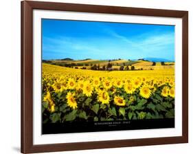 Sunflowers Field, Umbria-Philip Enticknap-Framed Art Print