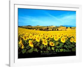 Sunflowers Field, Umbria-Philip Enticknap-Framed Art Print