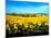 Sunflowers Field, Umbria-Philip Enticknap-Mounted Art Print