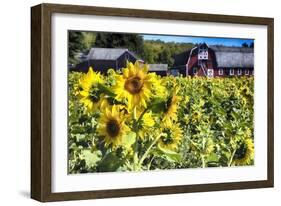 Sunflowers Field With a Red Barn, New Jersey-George Oze-Framed Photographic Print