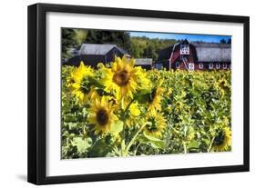 Sunflowers Field With a Red Barn, New Jersey-George Oze-Framed Photographic Print