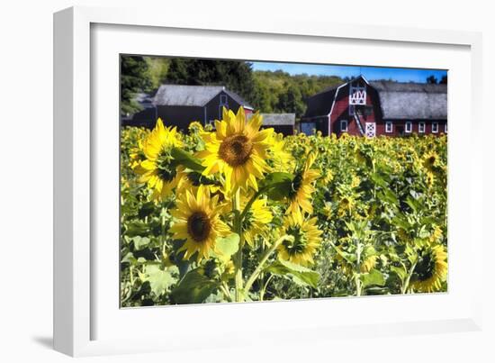 Sunflowers Field With a Red Barn, New Jersey-George Oze-Framed Photographic Print