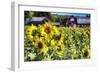 Sunflowers Field With a Red Barn, New Jersey-George Oze-Framed Photographic Print