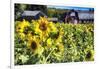 Sunflowers Field With a Red Barn, New Jersey-George Oze-Framed Photographic Print