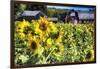 Sunflowers Field With a Red Barn, New Jersey-George Oze-Framed Photographic Print
