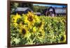 Sunflowers Field With a Red Barn, New Jersey-George Oze-Framed Photographic Print