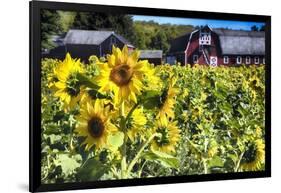 Sunflowers Field With a Red Barn, New Jersey-George Oze-Framed Photographic Print