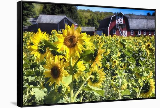 Sunflowers Field With a Red Barn, New Jersey-George Oze-Framed Stretched Canvas
