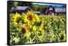 Sunflowers Field With a Red Barn, New Jersey-George Oze-Framed Stretched Canvas