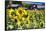 Sunflowers Field With a Red Barn, New Jersey-George Oze-Framed Stretched Canvas