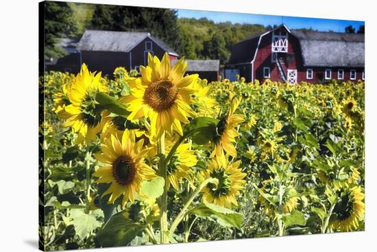 Sunflowers Field With a Red Barn, New Jersey-George Oze-Stretched Canvas