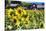 Sunflowers Field With a Red Barn, New Jersey-George Oze-Stretched Canvas