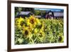 Sunflowers Field With a Red Barn, New Jersey-George Oze-Framed Photographic Print