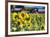 Sunflowers Field With a Red Barn, New Jersey-George Oze-Framed Photographic Print