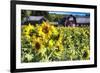 Sunflowers Field With a Red Barn, New Jersey-George Oze-Framed Photographic Print