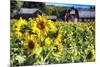 Sunflowers Field With a Red Barn, New Jersey-George Oze-Mounted Photographic Print
