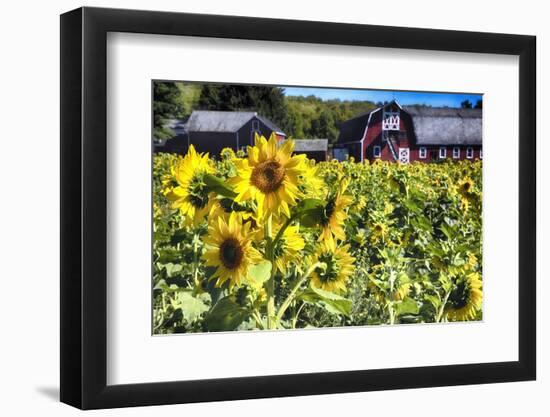 Sunflowers Field With a Red Barn, New Jersey-George Oze-Framed Photographic Print