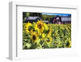 Sunflowers Field With a Red Barn, New Jersey-George Oze-Framed Photographic Print