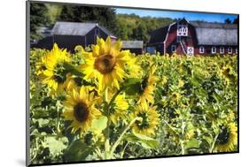 Sunflowers Field With a Red Barn, New Jersey-George Oze-Mounted Photographic Print