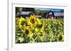 Sunflowers Field With a Red Barn, New Jersey-George Oze-Framed Photographic Print