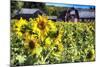 Sunflowers Field With a Red Barn, New Jersey-George Oze-Mounted Photographic Print