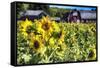 Sunflowers Field With a Red Barn, New Jersey-George Oze-Framed Stretched Canvas