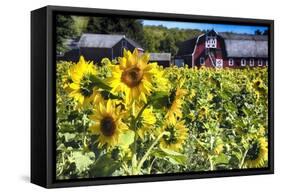 Sunflowers Field With a Red Barn, New Jersey-George Oze-Framed Stretched Canvas