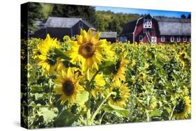 Sunflowers Field With a Red Barn, New Jersey-George Oze-Stretched Canvas