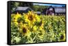 Sunflowers Field With a Red Barn, New Jersey-George Oze-Framed Stretched Canvas