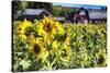 Sunflowers Field With a Red Barn, New Jersey-George Oze-Stretched Canvas