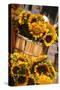 Sunflowers for Sale in Copley Square in Boston Massachusetts-pdb1-Stretched Canvas
