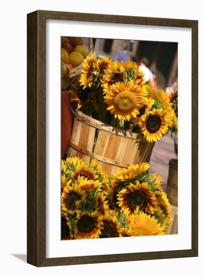 Sunflowers for Sale in Copley Square in Boston Massachusetts-pdb1-Framed Photographic Print