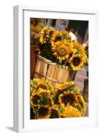 Sunflowers for Sale in Copley Square in Boston Massachusetts-pdb1-Framed Photographic Print