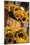 Sunflowers for Sale in Copley Square in Boston Massachusetts-pdb1-Mounted Photographic Print