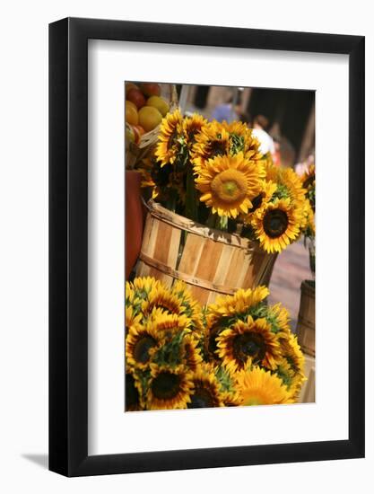 Sunflowers for Sale in Copley Square in Boston Massachusetts-pdb1-Framed Photographic Print