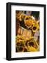 Sunflowers for Sale in Copley Square in Boston Massachusetts-pdb1-Framed Photographic Print