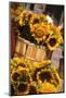 Sunflowers for Sale in Copley Square in Boston Massachusetts-pdb1-Mounted Photographic Print