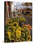 Sunflowers for Sale in Rialto Market, Venice, Veneto, Italy, Europe-Martin Child-Stretched Canvas