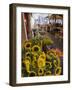 Sunflowers for Sale in Rialto Market, Venice, Veneto, Italy, Europe-Martin Child-Framed Photographic Print