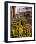 Sunflowers for Sale in Rialto Market, Venice, Veneto, Italy, Europe-Martin Child-Framed Photographic Print