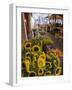 Sunflowers for Sale in Rialto Market, Venice, Veneto, Italy, Europe-Martin Child-Framed Photographic Print