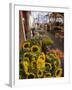 Sunflowers for Sale in Rialto Market, Venice, Veneto, Italy, Europe-Martin Child-Framed Photographic Print