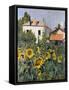 Sunflowers, Garden at Petit Gennevilliers, ca 1885-null-Framed Stretched Canvas