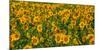 Sunflowers (Helianthus annuus) growing in a field, Cowansville, Quebec, Canada-null-Mounted Photographic Print