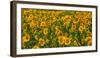 Sunflowers (Helianthus annuus) growing in a field, Cowansville, Quebec, Canada-null-Framed Photographic Print